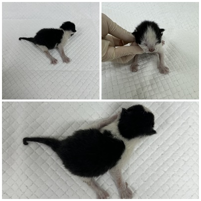 보호중 한국 고양이…